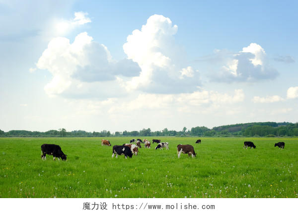 自然农场景观草原上吃草的奶牛